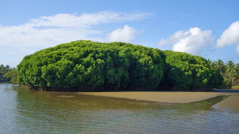 Kadalundi Bird Sanctuary lies at Balathiruthi Islands