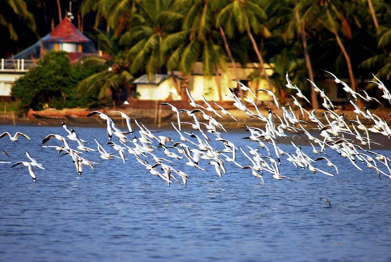 Kadalundi Bird Sanctuary, 
 hidden gem of Malappuram