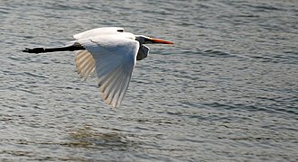 Kadalundi Bird Sanctuary, Malappuram history