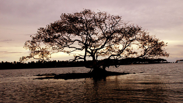 Kadalundi Bird Sanctuary, Malappuram attractions