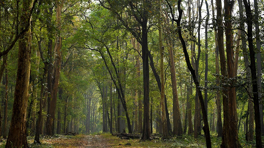 Nedumkayam Rain Forest, Malappuram hidden gem of Malappuram