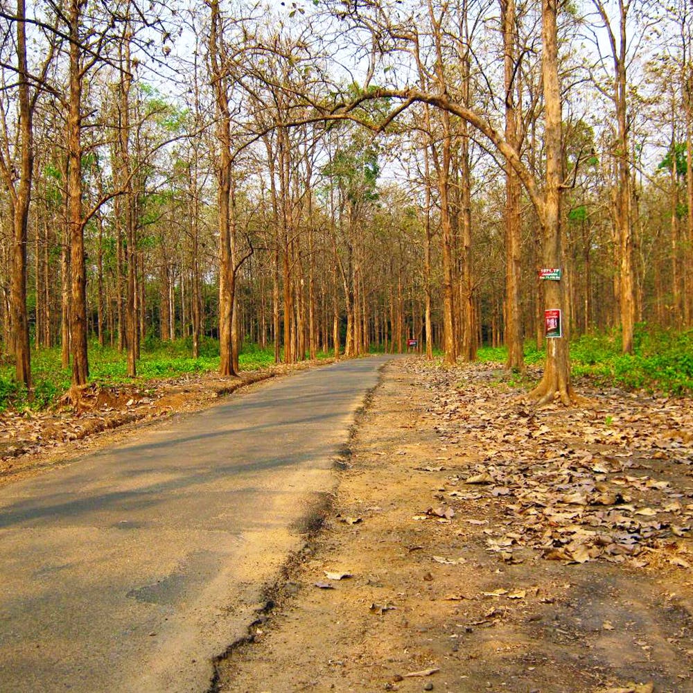 Nedumkayam Rain Forest, Malappuram attractions