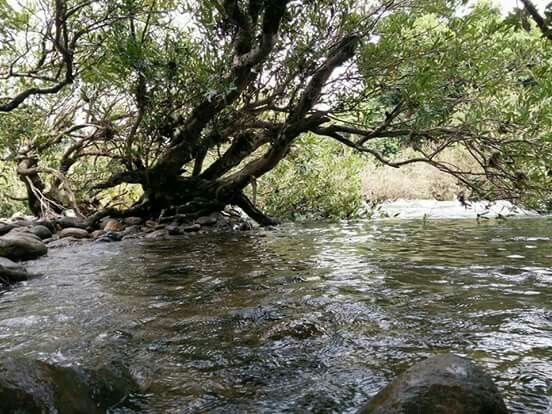 Nedumkayam Rain Forest, Malappuram view