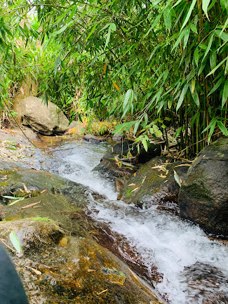 New Amarambalam Reserved Forest, Malappuram view